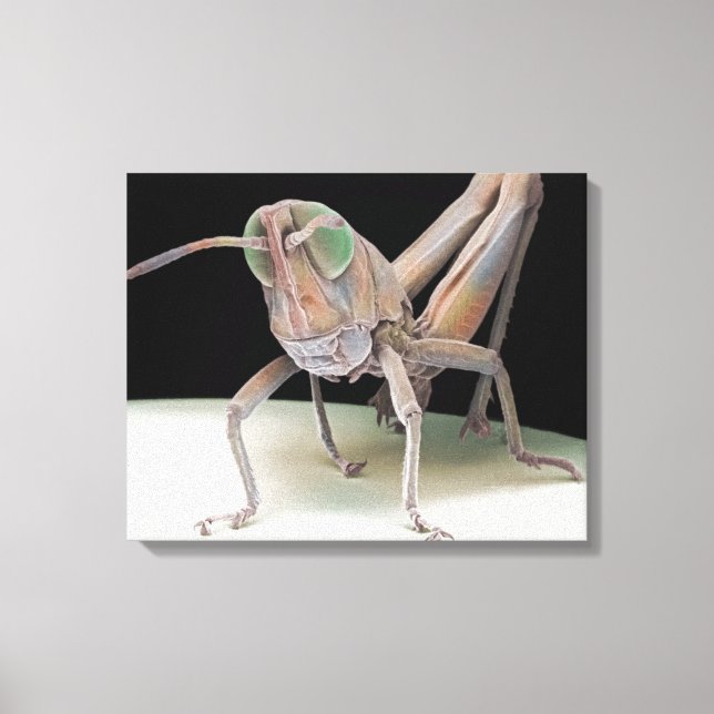 Toile lymphome de Grasshopper (Recto)