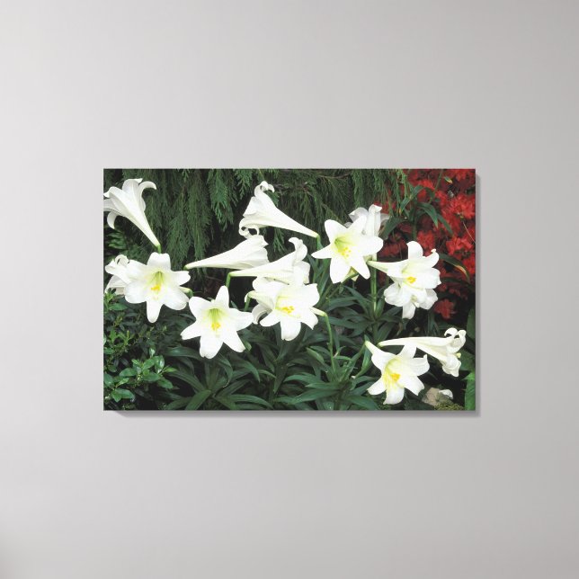 Toile Lys de Pâques (Lilium regale) (Recto)