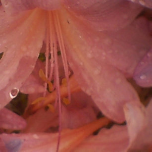 Toile Lys roses dans la pluie