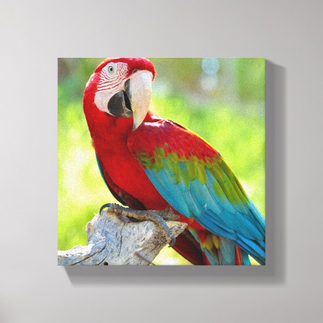 Toile Macaw assis sur la branche (Recto)