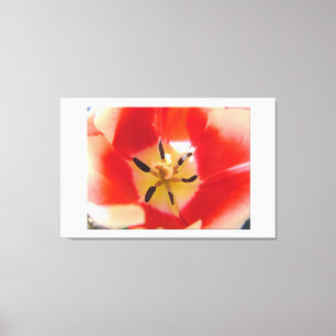Toile macro de fleur de tulipe rouge. photo florale art.