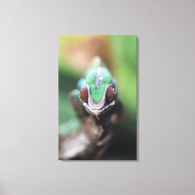 Toile Madagascar, Caméléon panthère à barre rouge (Recto)