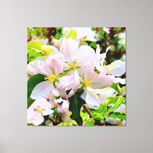Toile Magnifique Malus asiatica Photo (Recto)