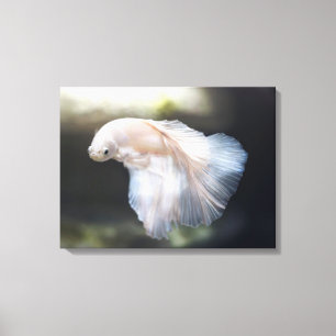 Toile Magnifique poisson combattant siamois blanc Betta