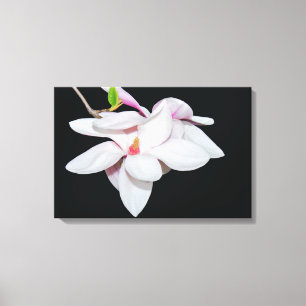 Toile Magnolia blanc