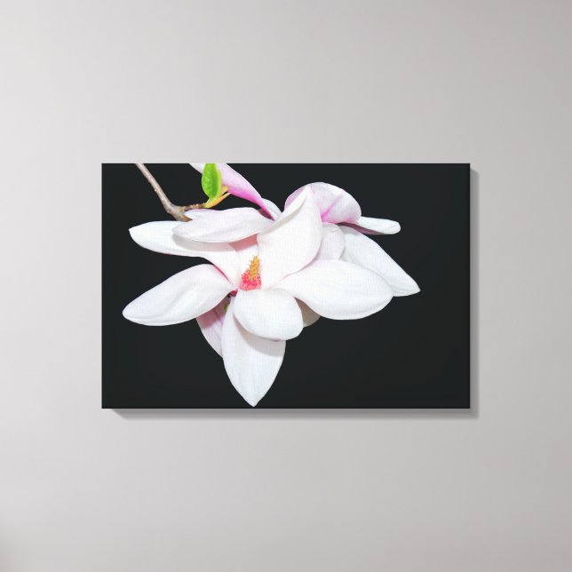 Toile Magnolia blanc (Recto)