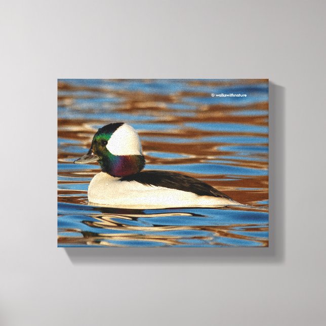 Toile Male Bufflehead dans le soleil de l'après-midi (Recto)