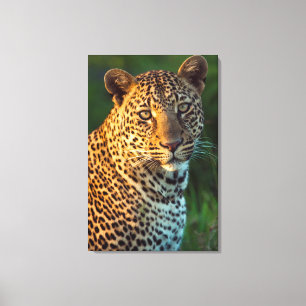 Toile Mâle Léopard (Panthera Pardus) Jeune adulte