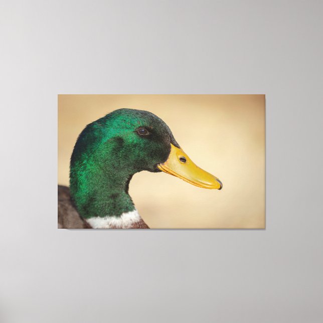 Toile Mallard Drake (Recto)