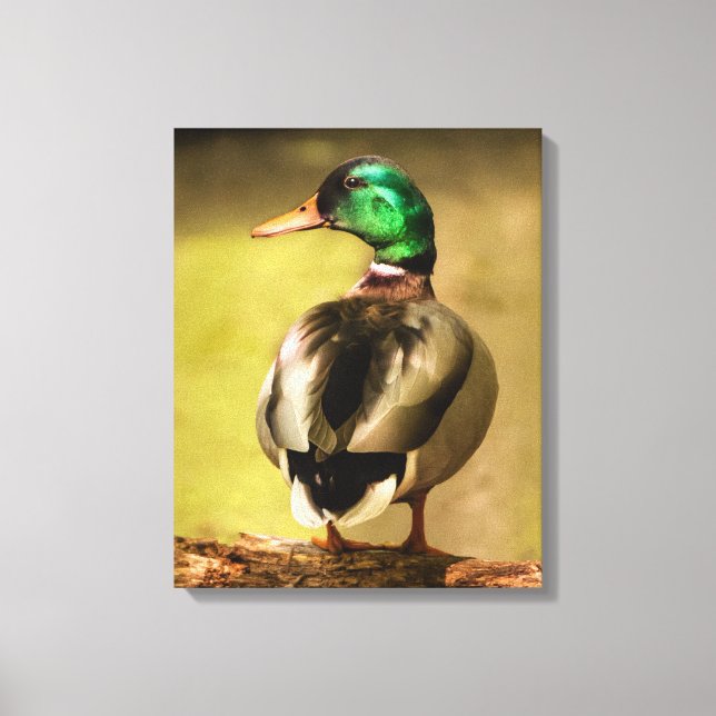 Toile Mallard Duck (Recto)
