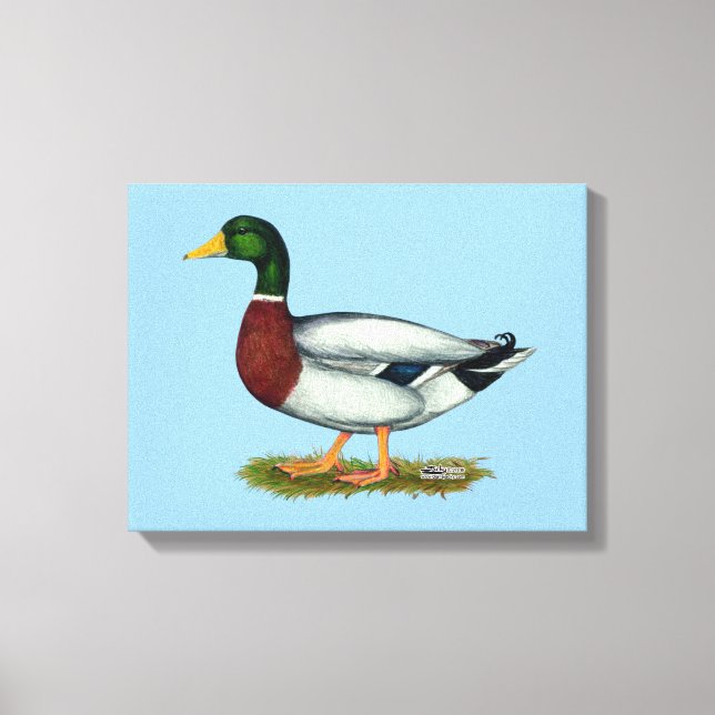 Toile Mallard Duck Drake (Recto)