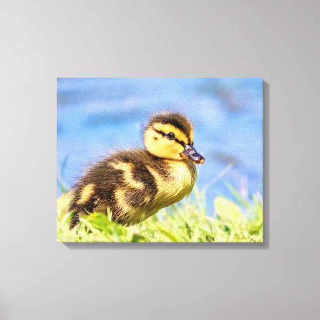 Toile Mallard Duckling (Recto)