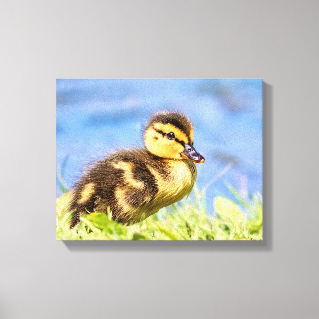 Toile Mallard Duckling (Recto)