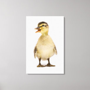 Toile Mallard duckling