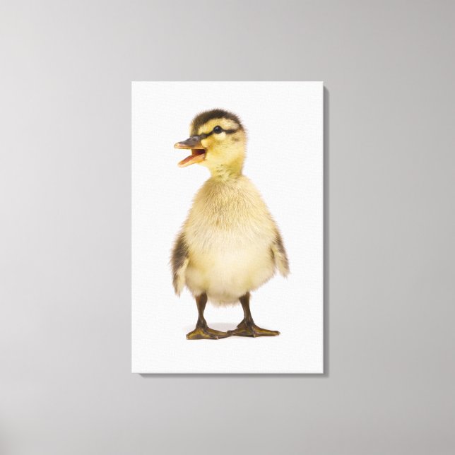 Toile Mallard duckling (Recto)
