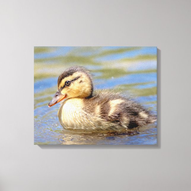 Toile Mallard Duckling (Recto)
