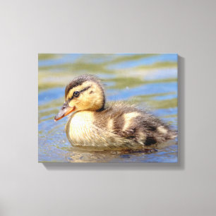 Toile Mallard Duckling