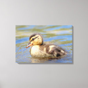Toile Mallard Duckling