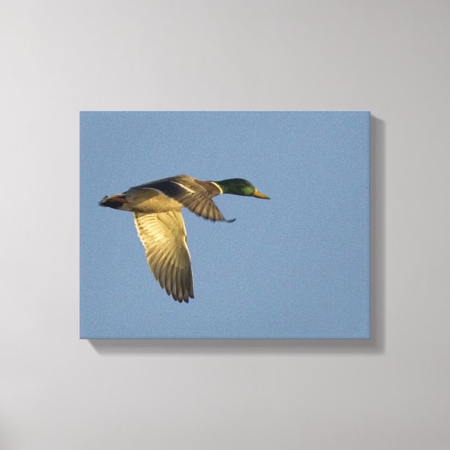 Toile Mallard Flying in Open Sky Wrapped Canvas Imprimer (Recto)