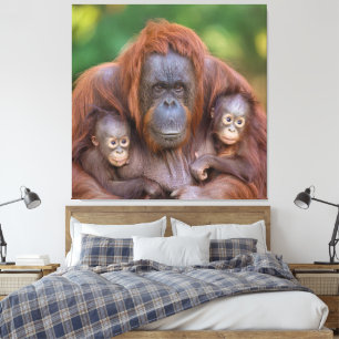 Toile Maman Orangoutane Surveillant Deux Bébés