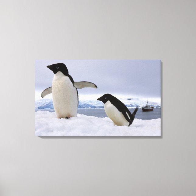 Toile Manchots Adélie Antarctique (Recto)