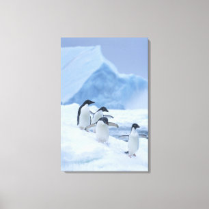 Toile Manchots Adélie (Pygoscelis adeliae) sur la glace,