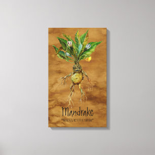 Toile Mandrake Plante magique 1 12,84'' x 21,93''