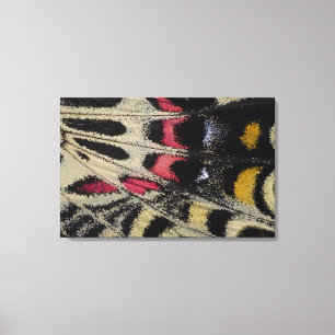 Toile Mansfieldi en gros plan de Bhutanitis de dessous