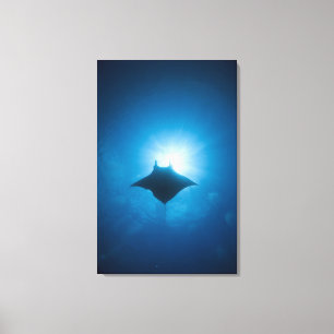 Toile Manta nageant sous l'eau