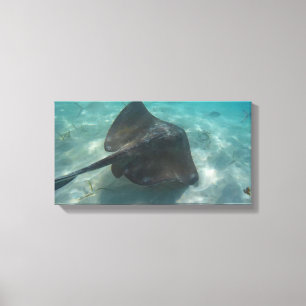 Toile MANTA RAY SUR CANVAS 20 "x 16"