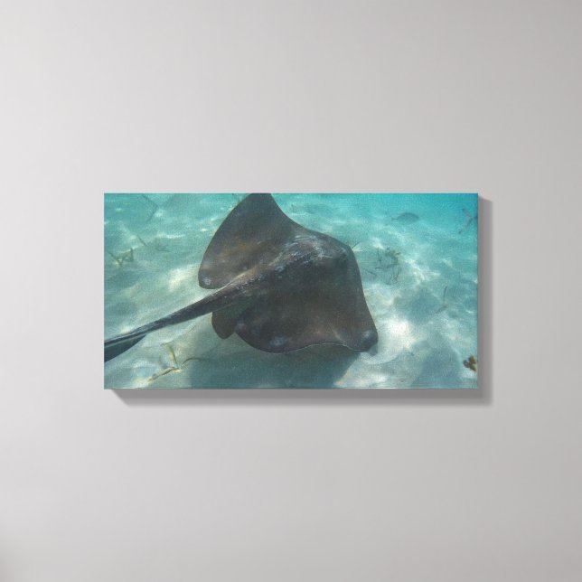 Toile MANTA RAY SUR CANVAS 20 "x 16" (Recto)