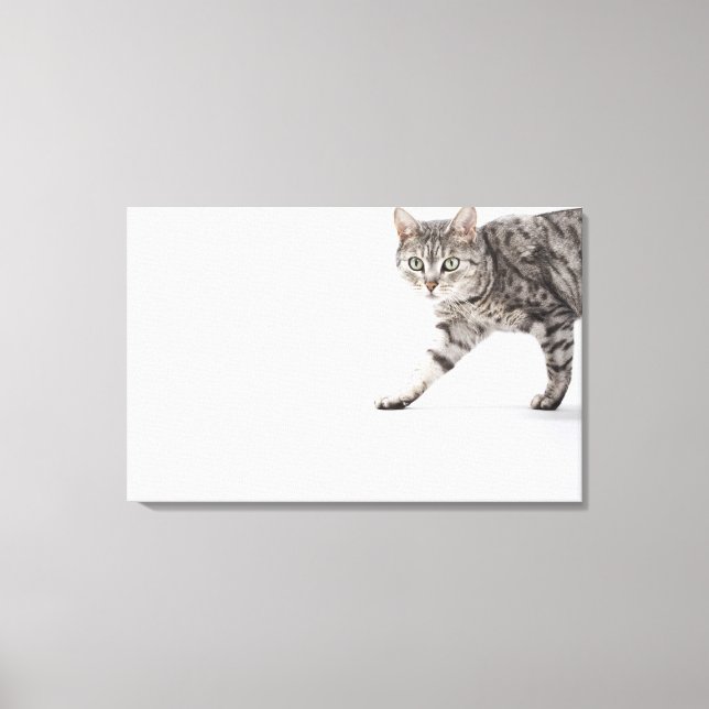 Toile Marche de chats (Recto)