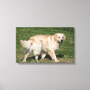 Toile Marche de golden retriever