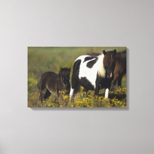 Toile Mare miniature et Foal dans les fleurs