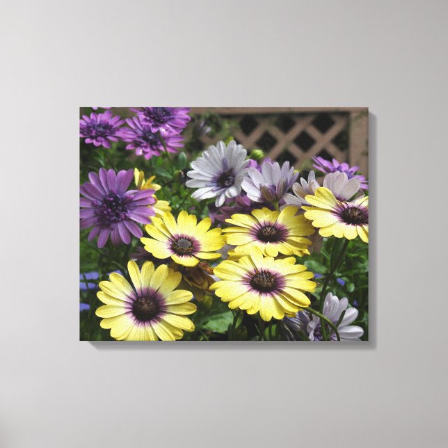 Toile Marguerite africaine jaune et violet (Recto)