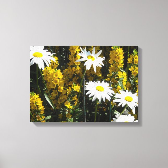 Toile Marguerites blanches brillantes (Recto)