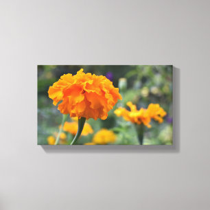 Toile Marigold Orange Fleur Nature Jardin photographique