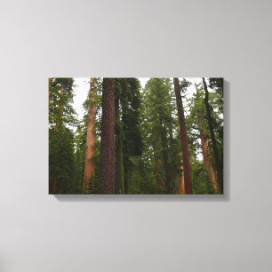 Toile Mariposa Grove dans le parc national de Yosemite