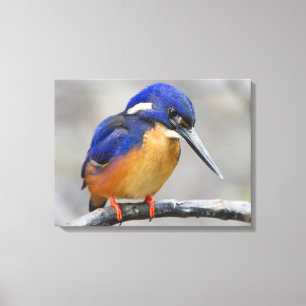 Toile Martin-pêcheur mignon et coloré ou oiseau d'Alcedi