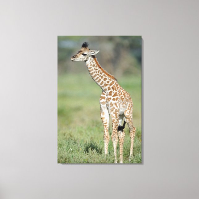Toile Massai Giraffe Baby (Recto)