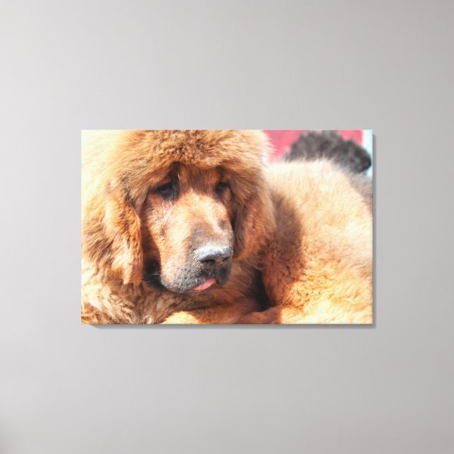 Toile Mastiff tibétain (Recto)