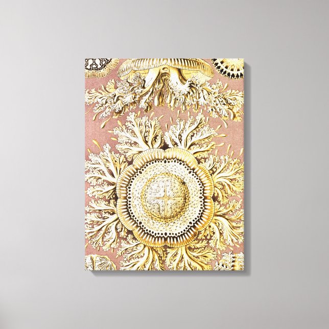 Toile Méduses, Discomedusae  par Ernst Haeckel (Recto)