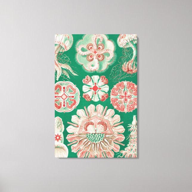 Toile Méduses, Discomedusae  par Ernst Haeckel (Recto)