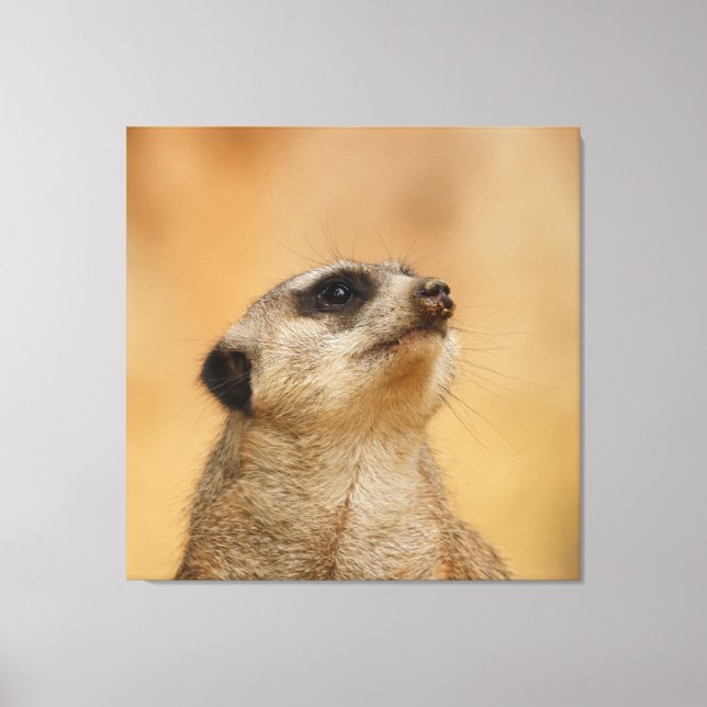 Toile Meerkat 001 par JAMFoto (Recto)