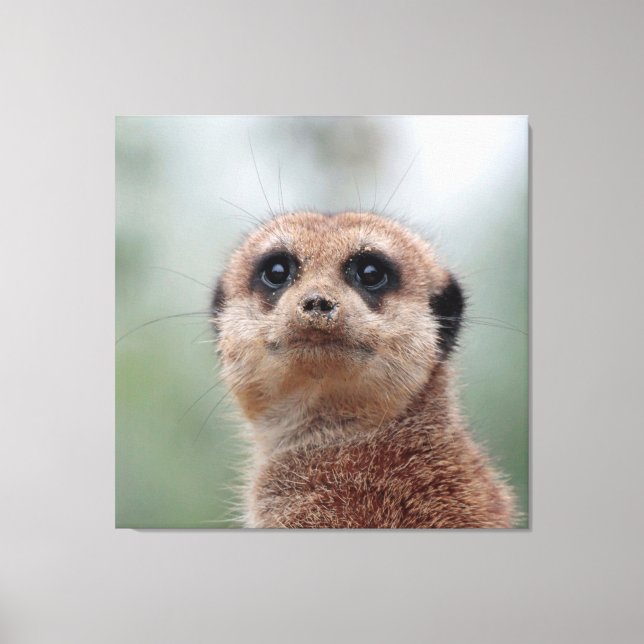 Toile Meerkat 020 (Recto)