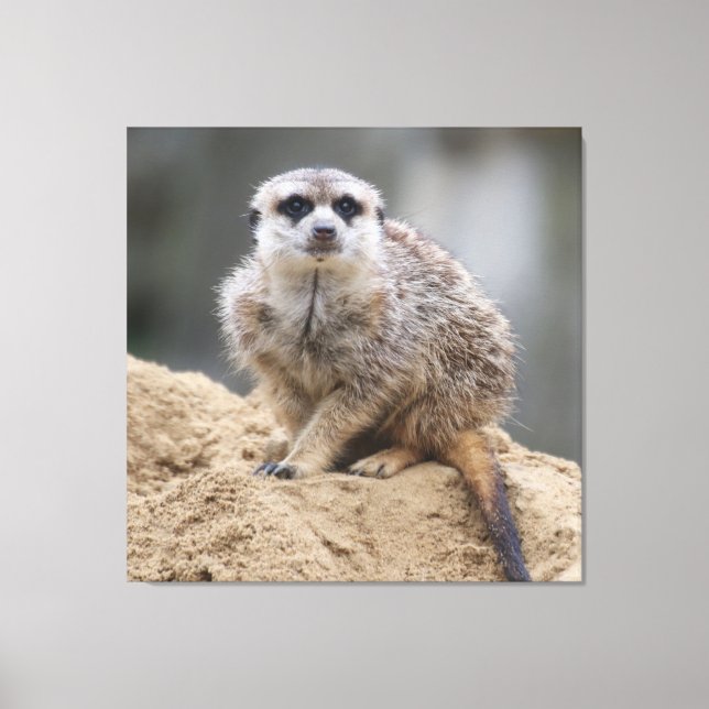 Toile Meerkat 021 (Recto)