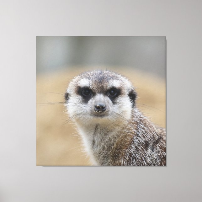 Toile Meerkat 022 (Recto)