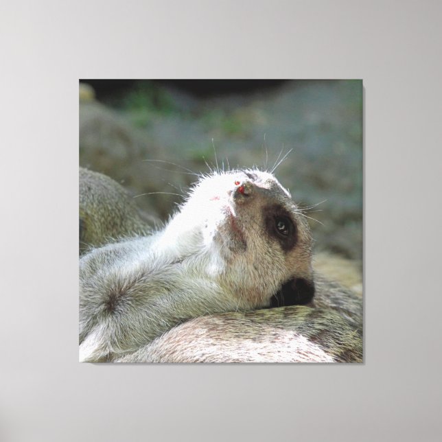 Toile Meerkat 024 (Recto)