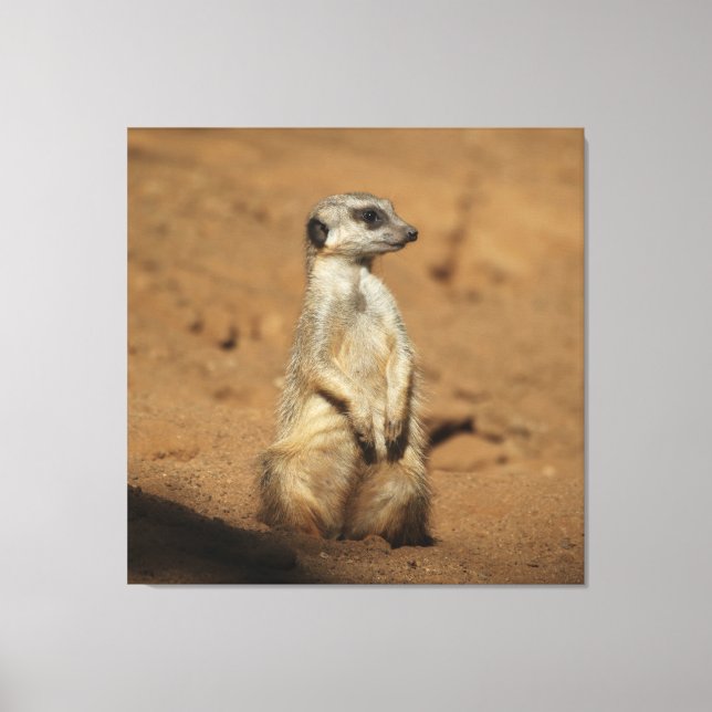 Toile Meerkat 027 (Recto)