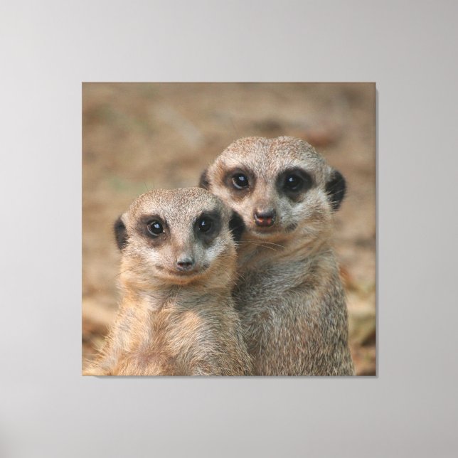 Toile Meerkat 033 (Recto)